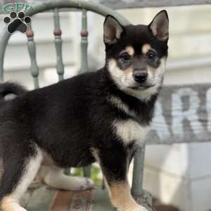 Tina, Shiba Inu Puppy